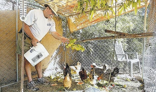 Landeens get multiple benefits from owning, raising chickens  