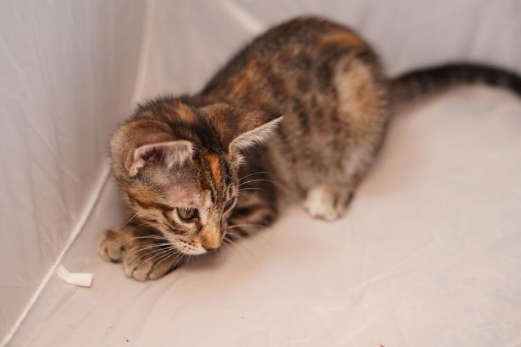 Adopt a friend: Cinnamon