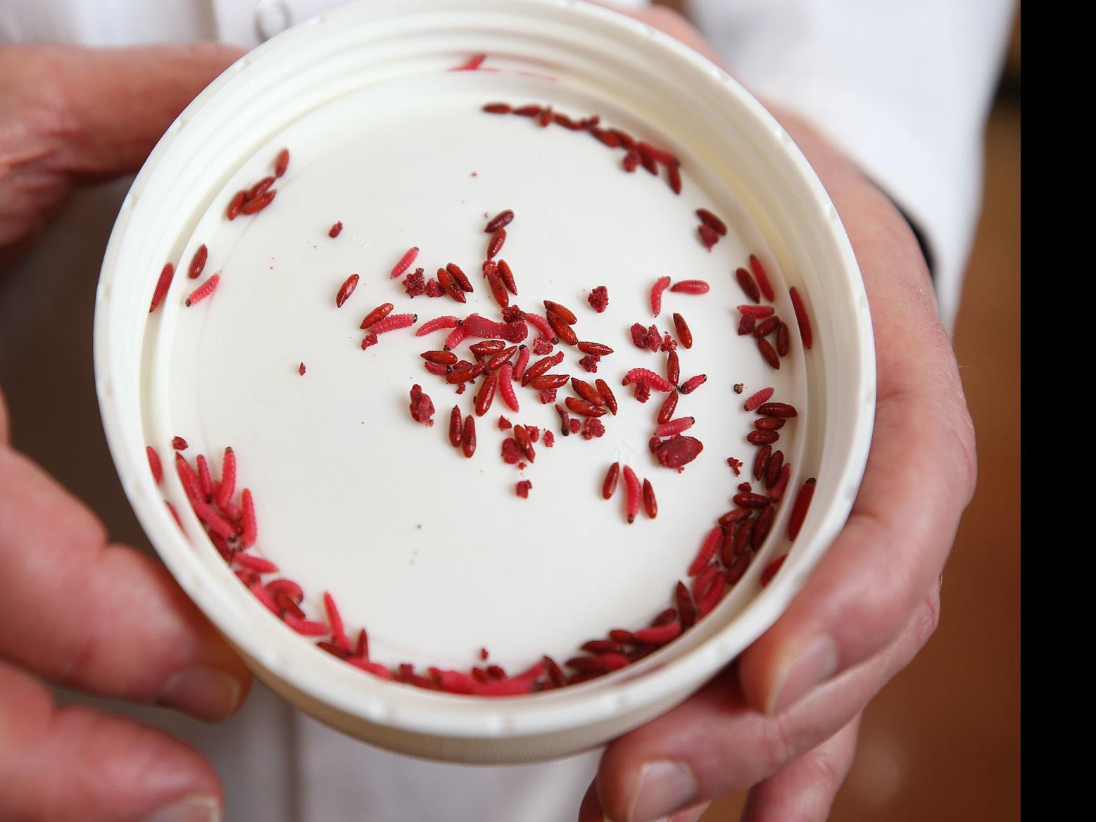 How Arizona Scientists And Farmers Banished The Pink Bollworm From