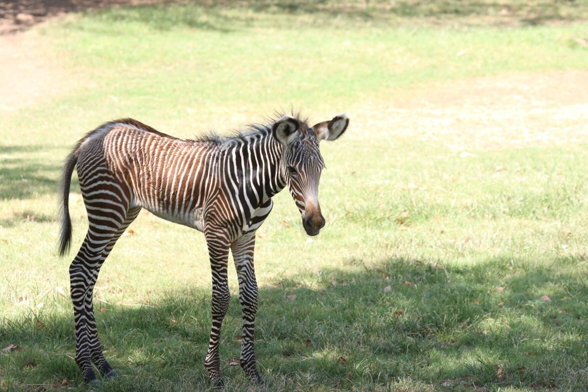 Photos of Orphaned Rhino and Zebra Babies Who Are Best Friends | PetaPixel, image size:1200x800