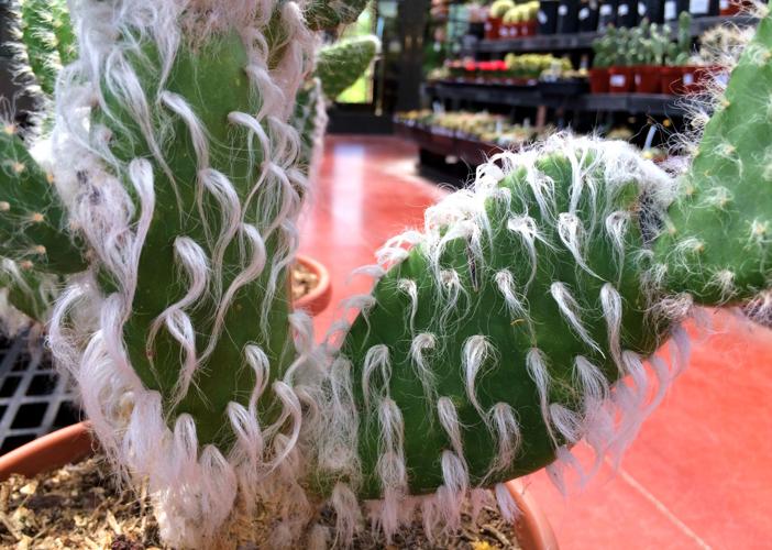 Monsoon Madness Plant Sale