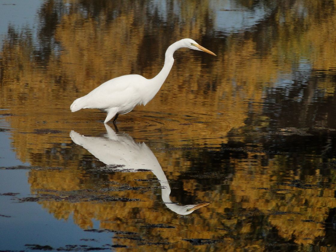 San Pedro River Bird Walk