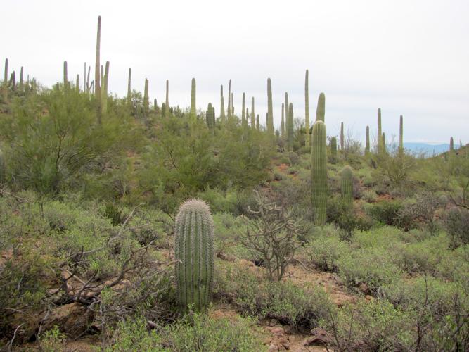 Desert vegetation