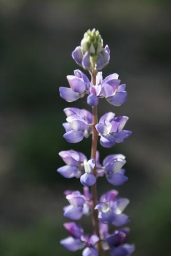 Wildflowers could be great, thanks to our 2+ inches of rain   