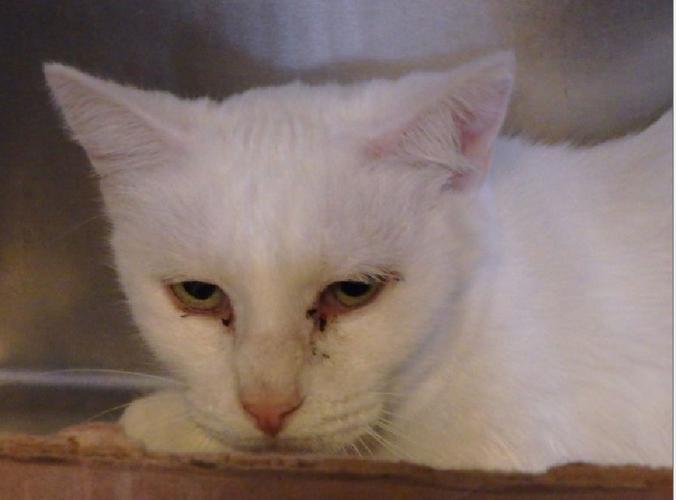 Adopt A Friend: Aspen