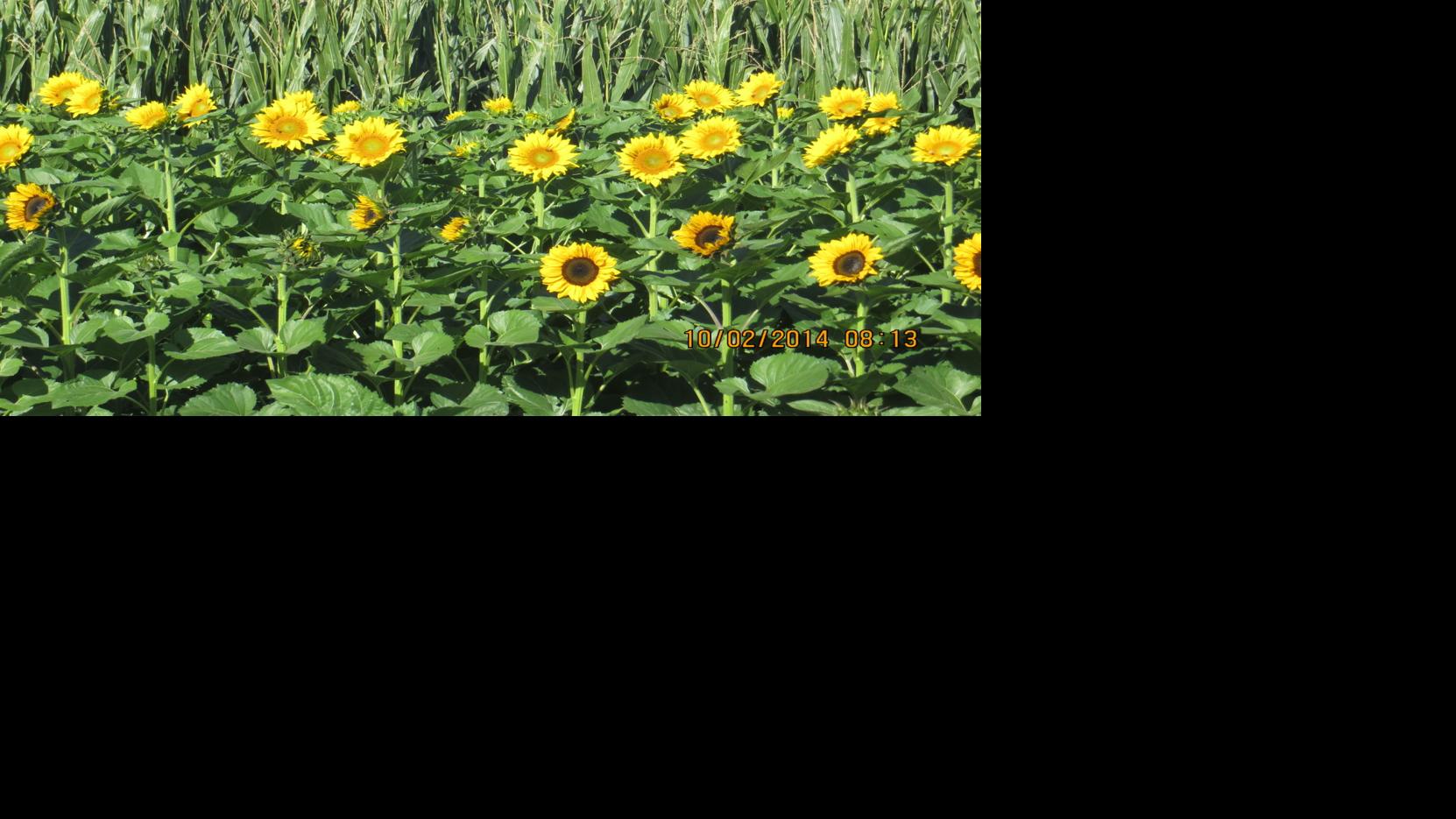 Autumn in Tucson Apple Annie's pumpkin patch, corn maze