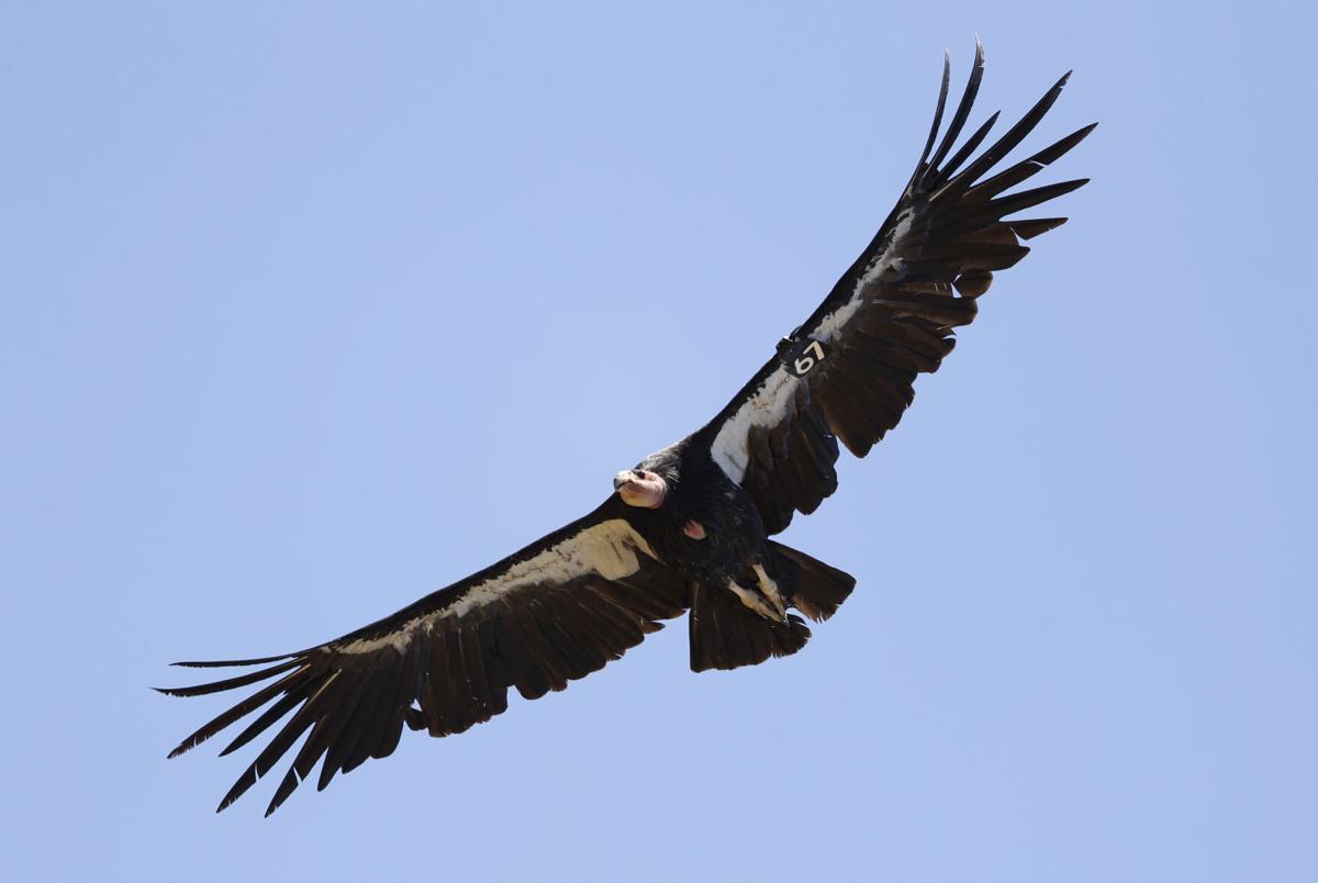 Condor in northern Arizona