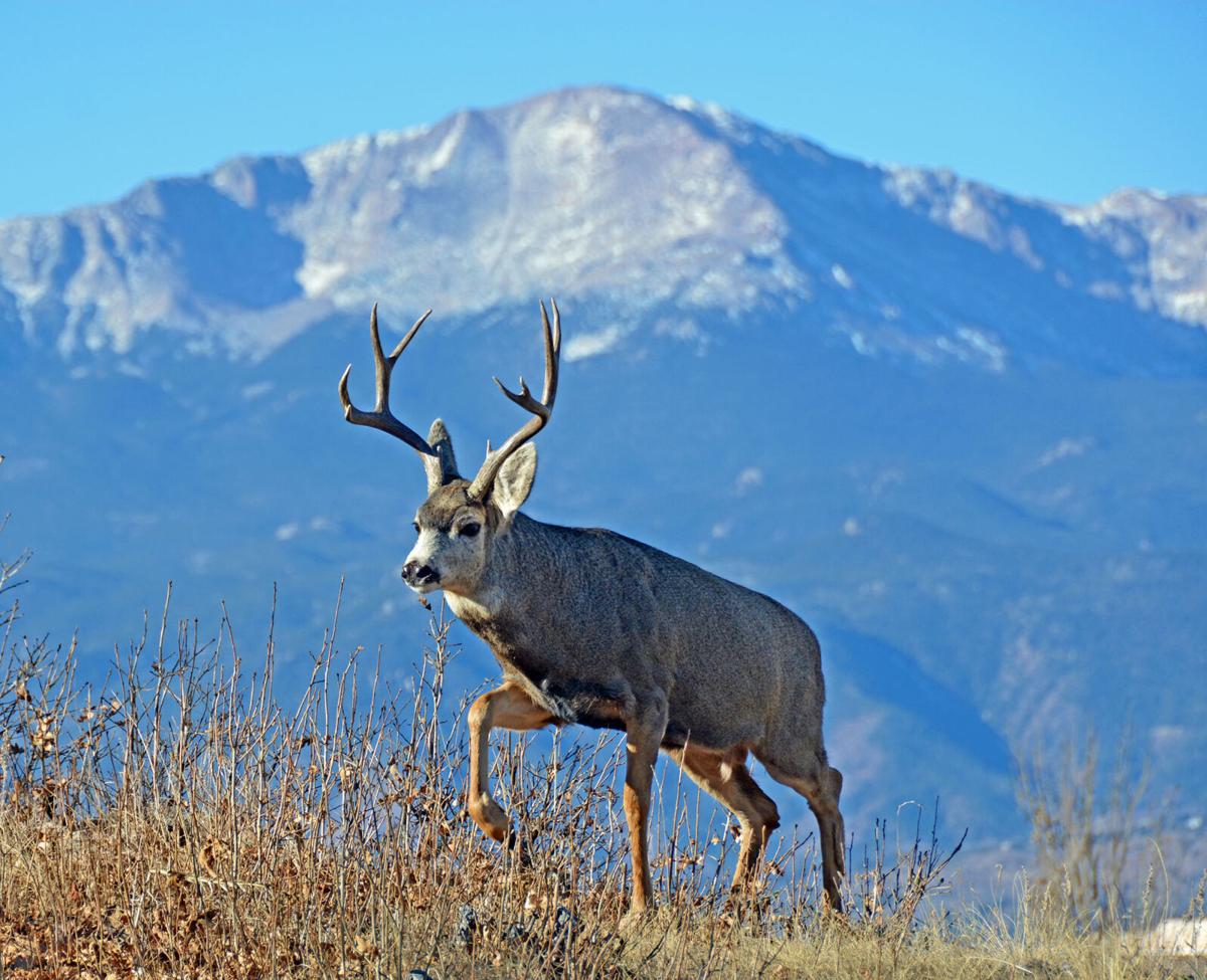 TRAVEL-UST-PIKESPEAK-1-DMT