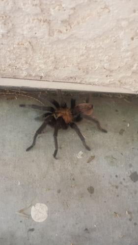 Readers' amazing insects