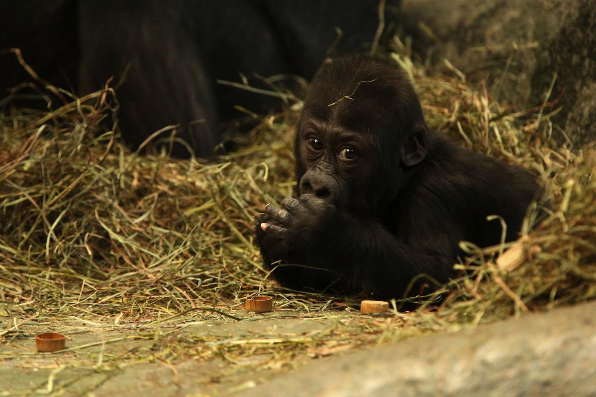Baby zoo animals