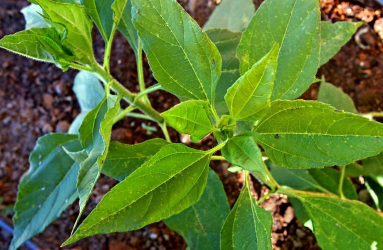 Flowering and edible plants