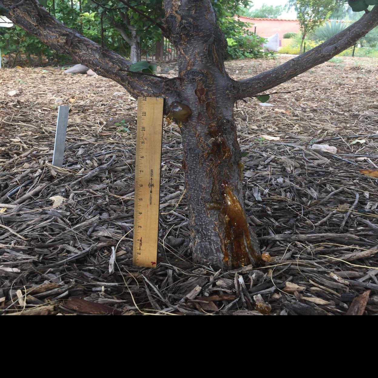 Yellow Ooze From An Apricot Tree Tucson Com