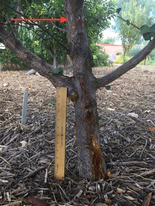 Garden Sage: Apricot gum