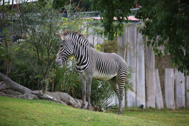 Tucson zoo adds female zebra, baby zebra on the way too