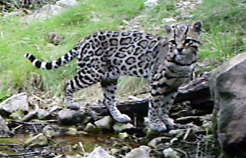 Ocelot video