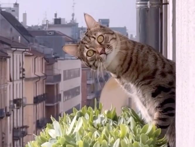 Film - Cat Video Festival