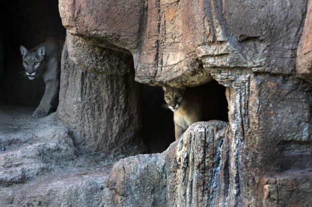Animals at the Arizona Sonora Desert Museum
