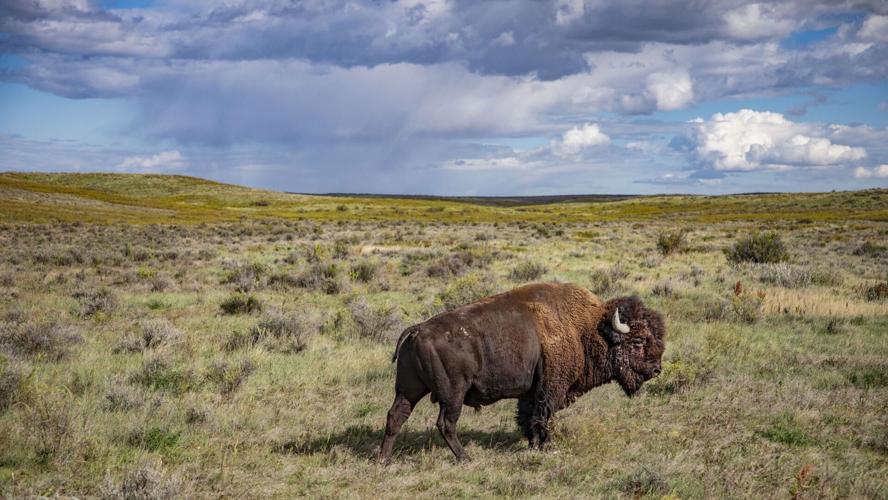 Bison in Montana