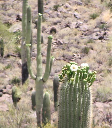 Saguaros on Sarasota Trail