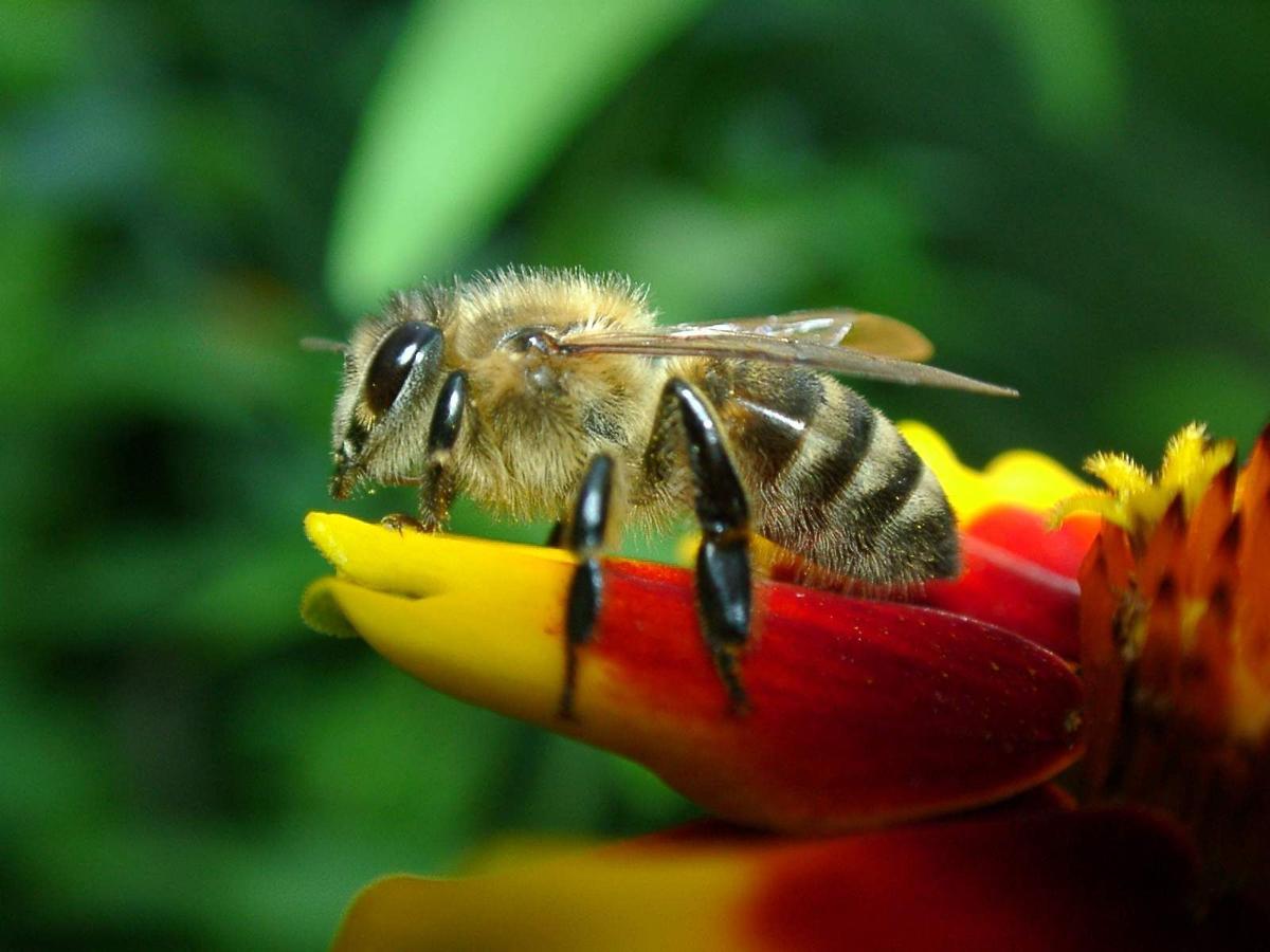 Aggressive bees looking for a drink