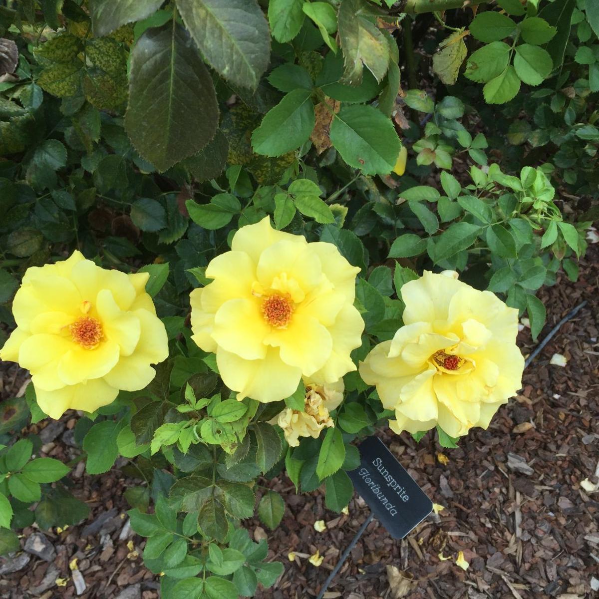 Garden Sage: sun sprite roses