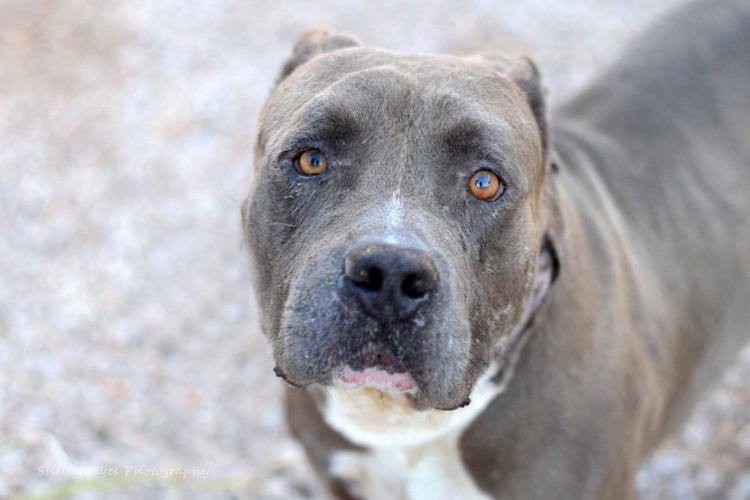 Adopt a friend: Buster Blue