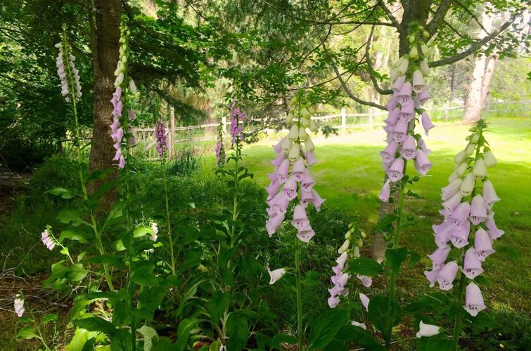 Gardening Re-Wilding