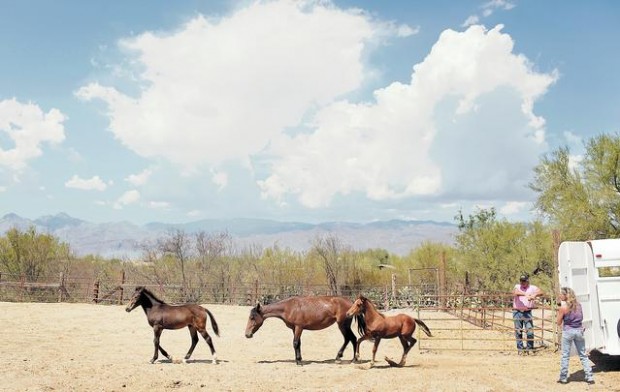 With HEART, horses get a new start  