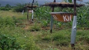 'Bee fences' could save crops from elephants