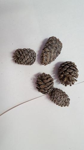DIY holiday decorating making a wreath 2