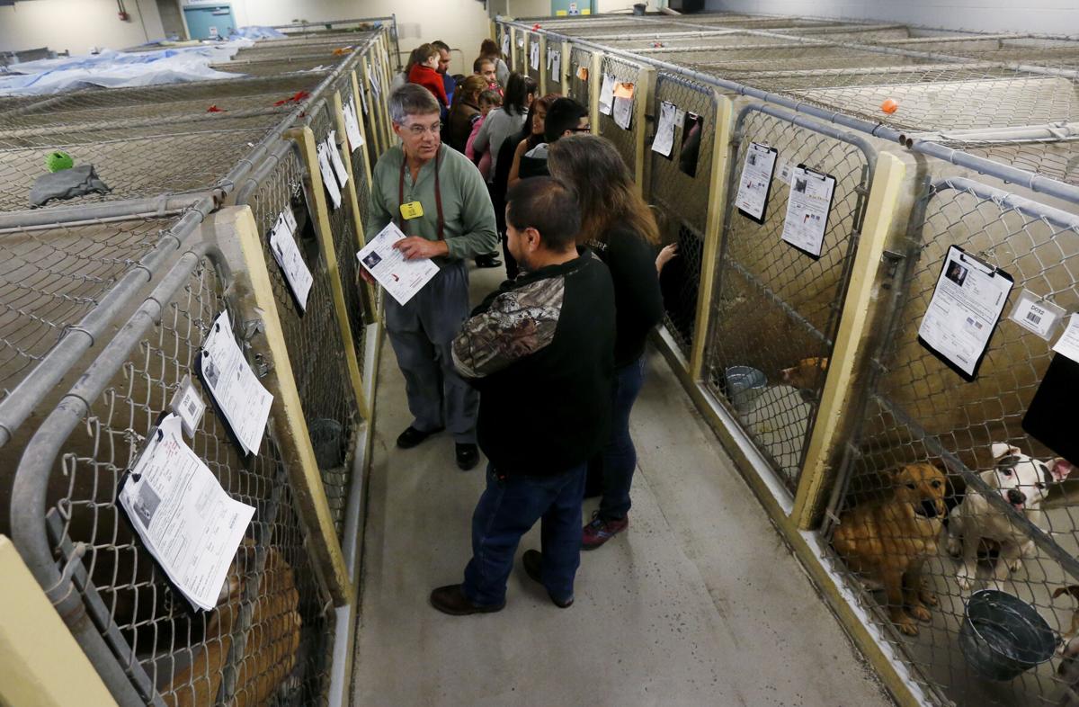 Pima Animal Care braces for influx of lost, scared pets from New Year's Eve fireworks