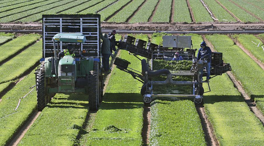 Yuma agriculture, 2023