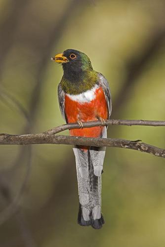 Elegant trogon