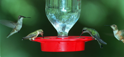 Santa Rita Lodge in Madera Canyon   