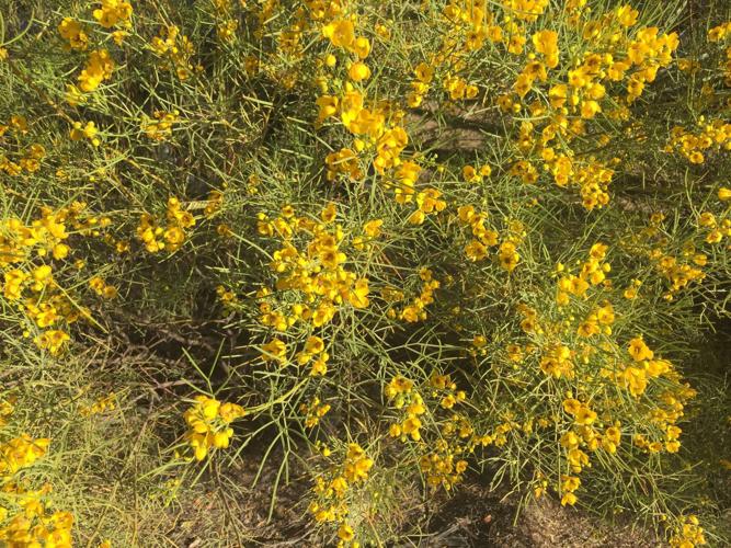Senna phyllodinea native to Australia