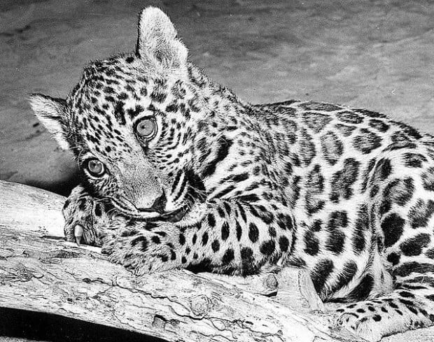 Jaguars may return to the Desert Museum  