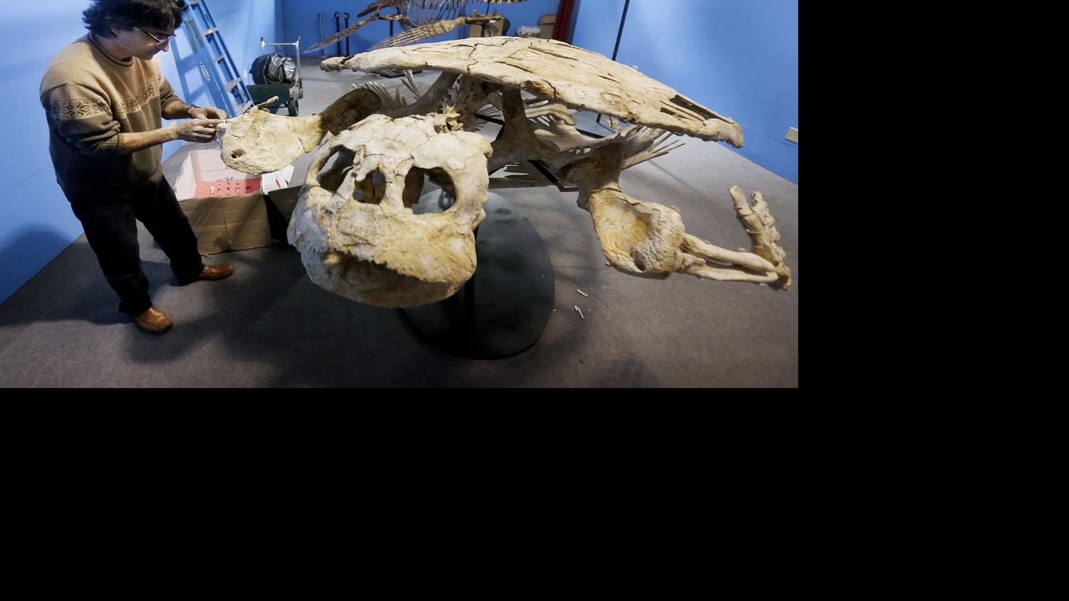 Mineral and Fossil Coop Show setup