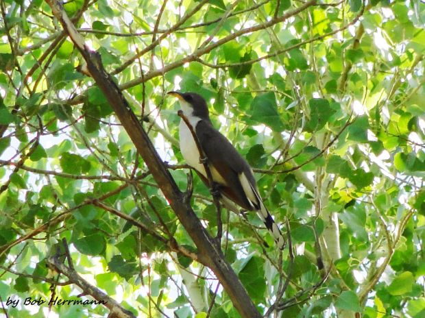 Yellow Billed Cuckoo