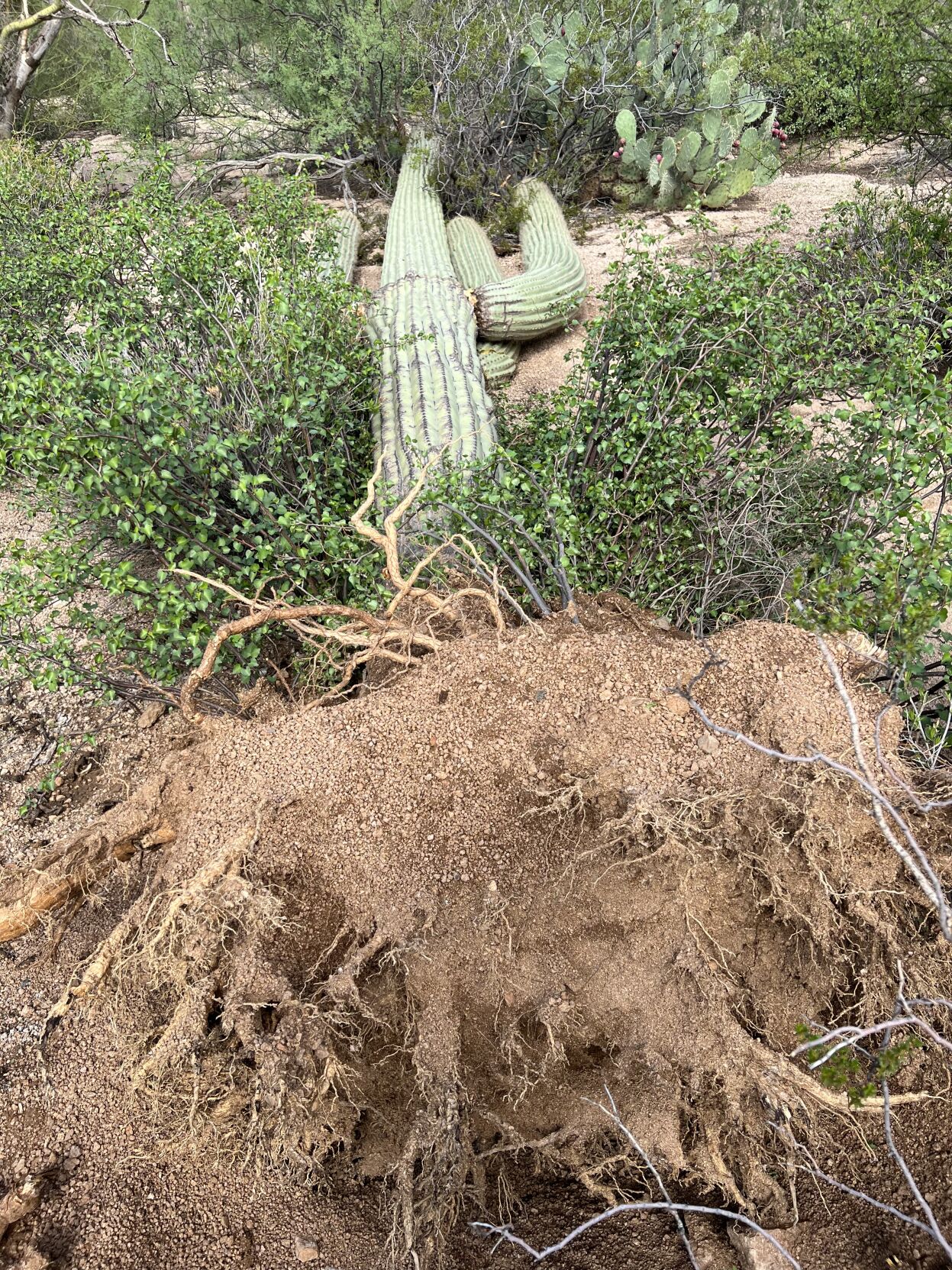 Saguaro Park blowdown