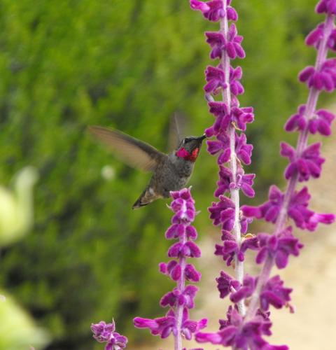 Gardensage: Consider plants that will entice hummingbirds to your yard.