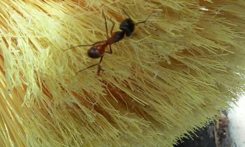 Readers' amazing insects