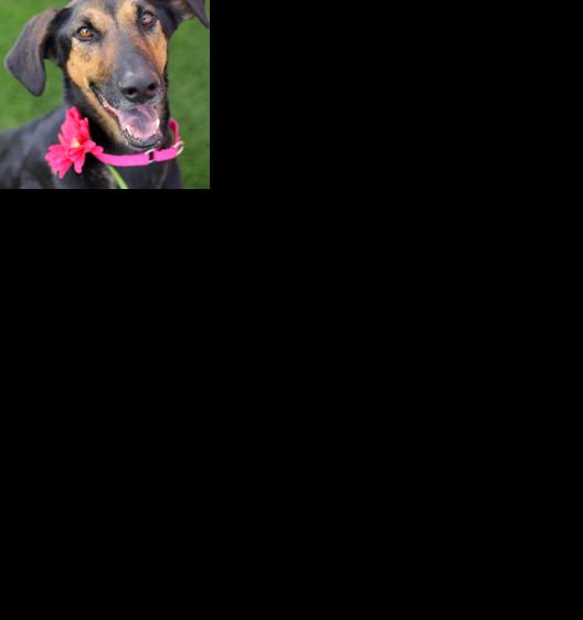 Photos: Adopt a friend