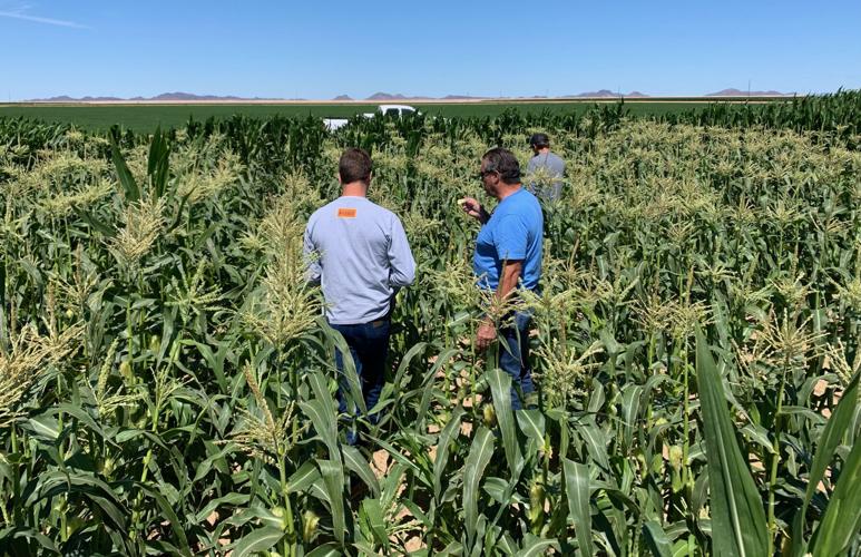 Farming in the Gila Bend Basin