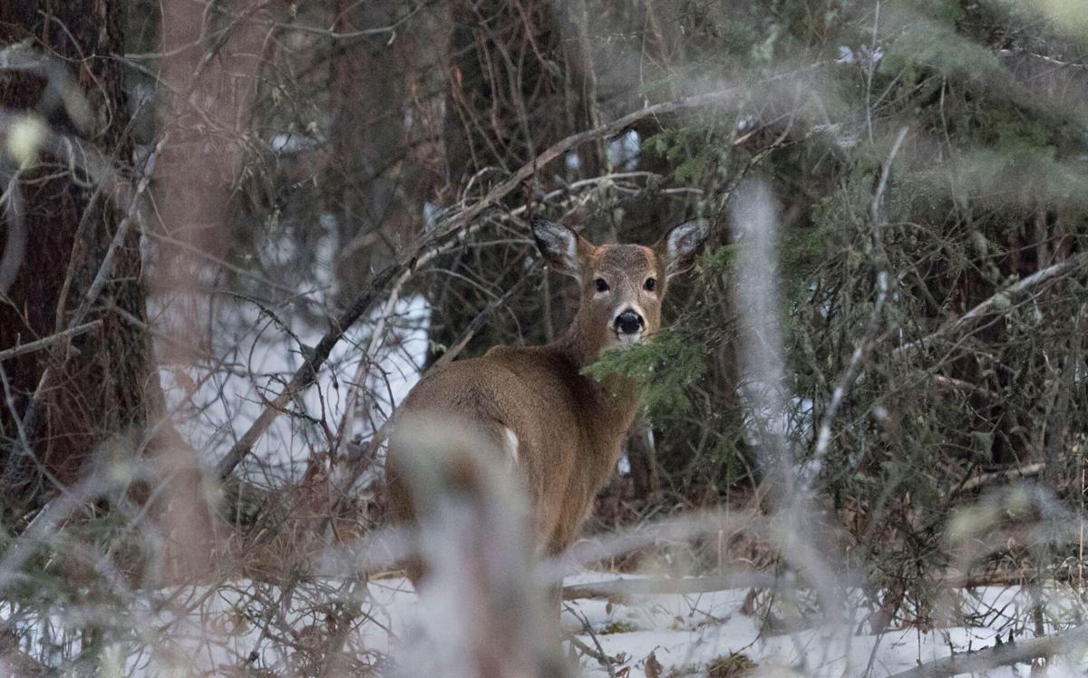 A highly changed coronavirus variant was found in deer after nearly a year in hiding, researchers suggest
