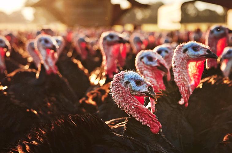 White Oak Pastures - Black heritage