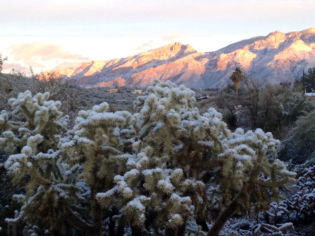 Snowy New Year's morn