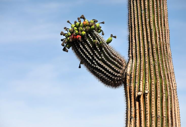 Bighorn Fire burn scar study area