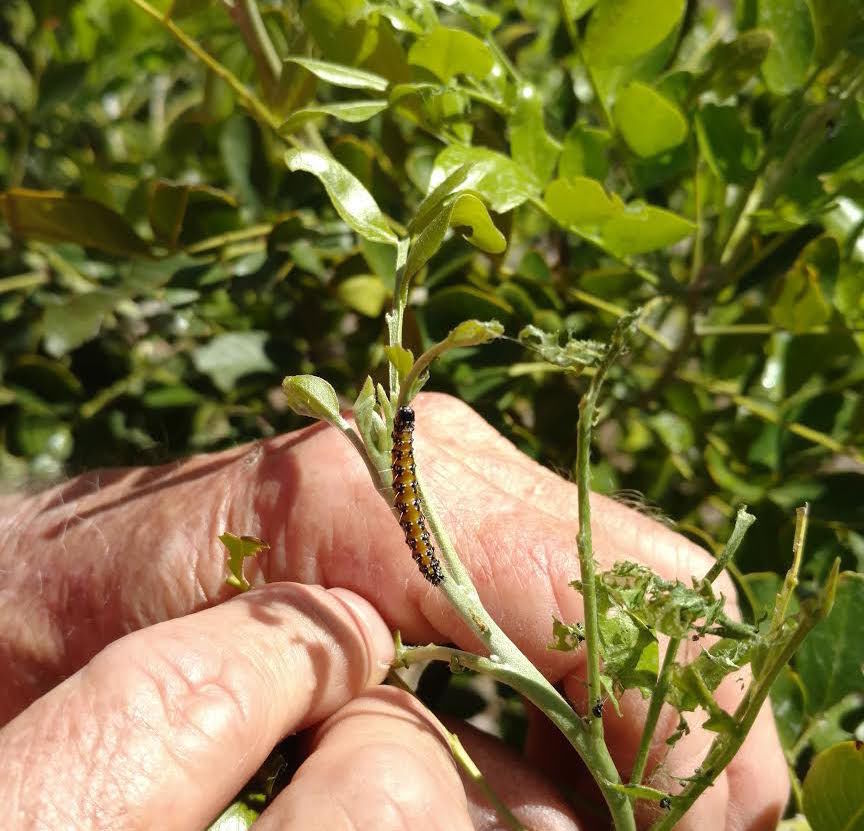 Garden Sage: genista caterpillar