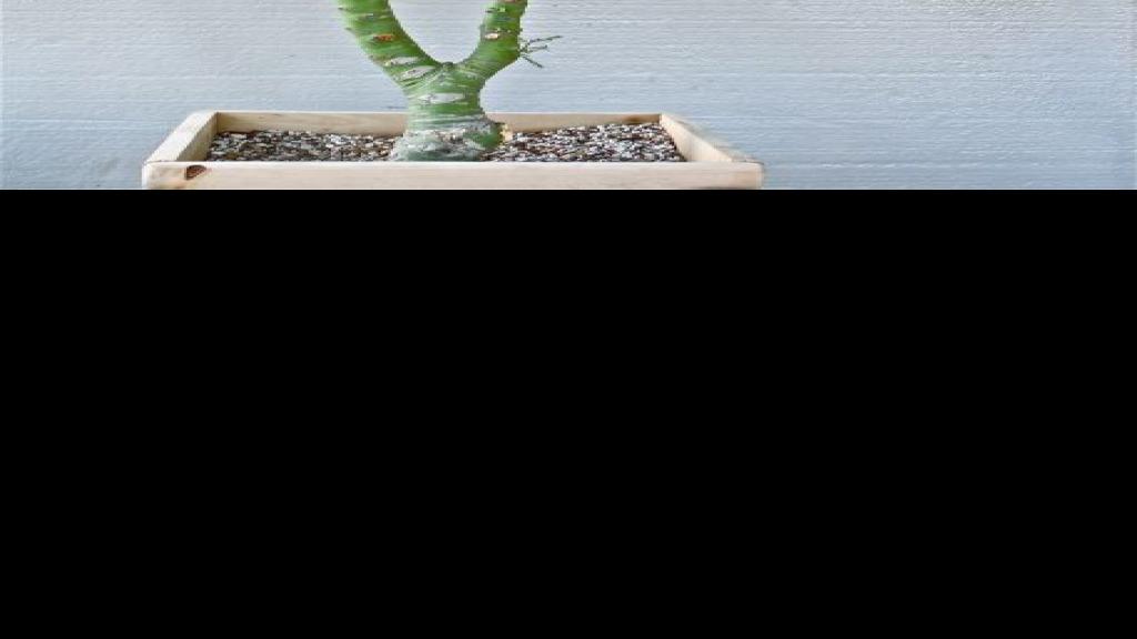 Bonsai takes on a desert twist in Tucson