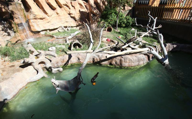 Nandi's Neighbors: Otters Pfeiffer and Hasani swim and play